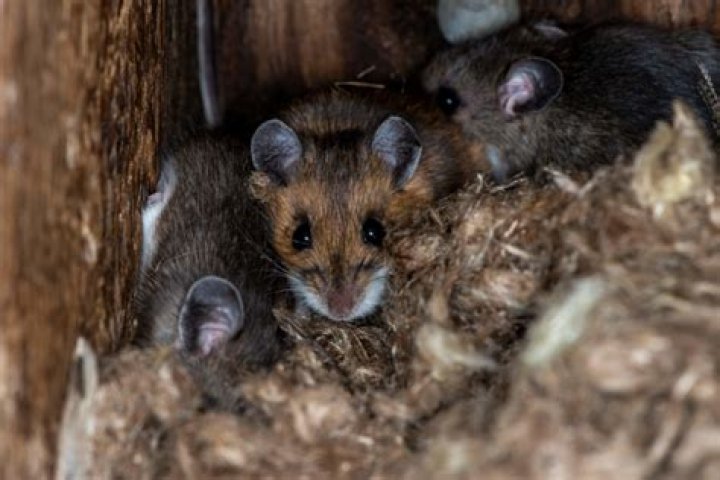 Do deer mice nest in houses?