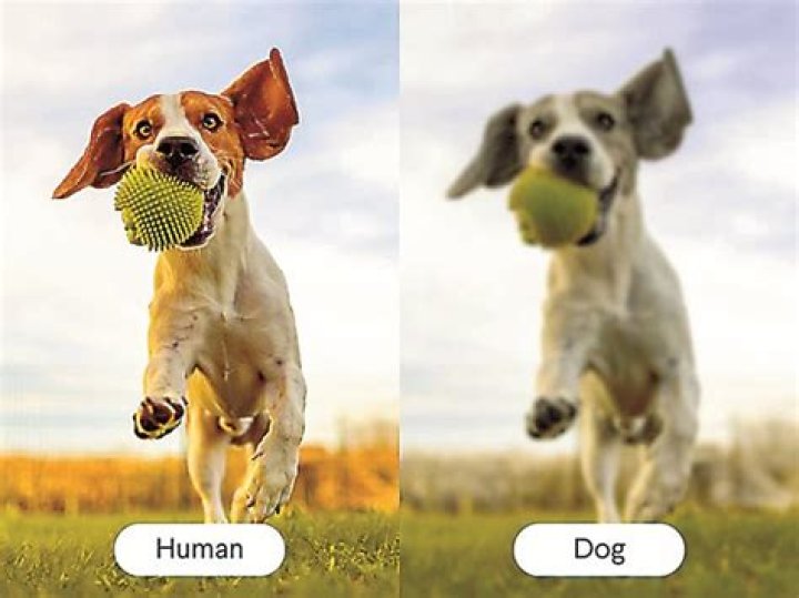 Do dogs have a memory?