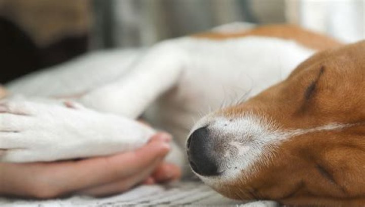 Do dogs hide when they don't feel well?