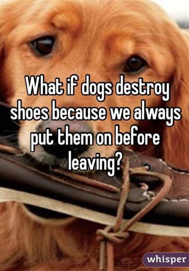 Do dogs misbehave on purpose?