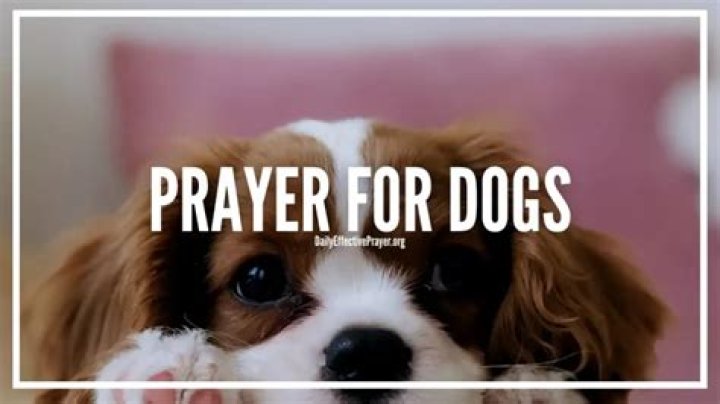 Do dogs pray to God?