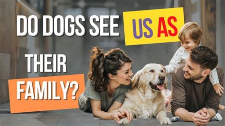 Do dogs see us as their parents?