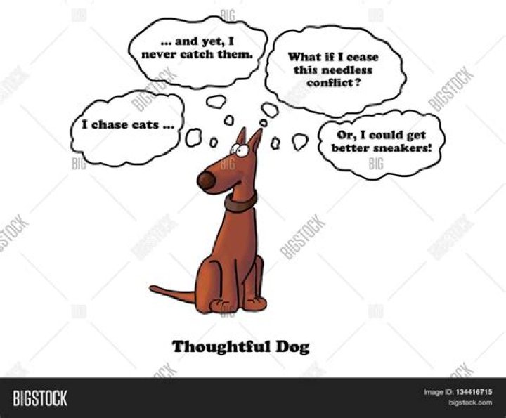 Do dogs think we are drowning?