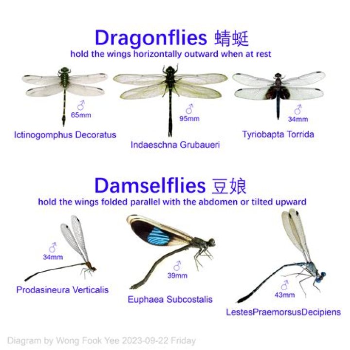 Do dragonflies have a brain?