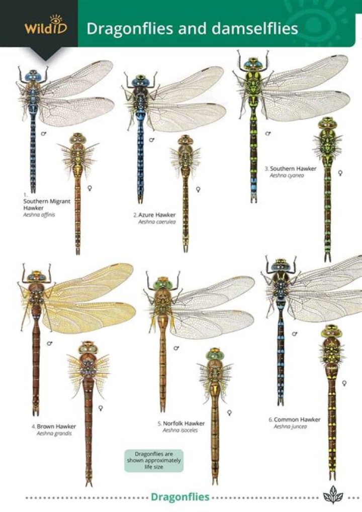 Do dragonflies have feelings?