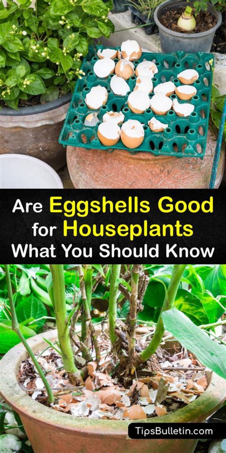 Do eggshells keep bugs away?