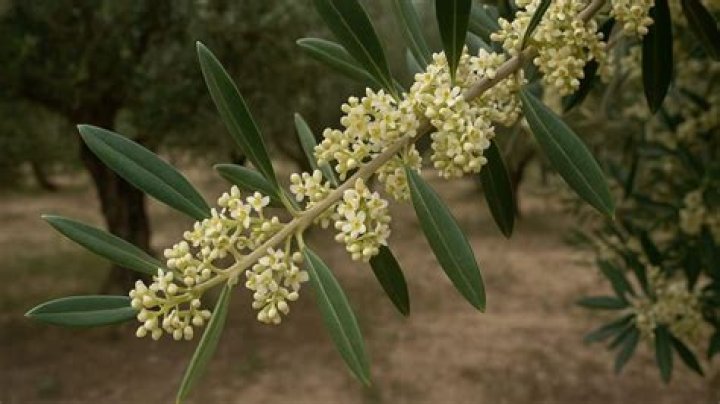 Do flowers on olive trees turn into olives?