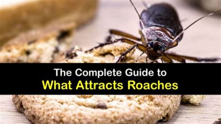 Do gardens attract roaches?