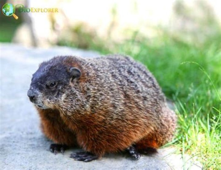 Do groundhogs share burrows with other animals?