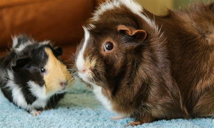 Do guinea pigs get sad when you leave?
