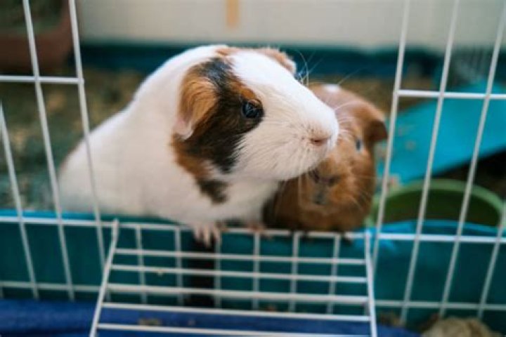 Do guinea pigs need to be covered at night?