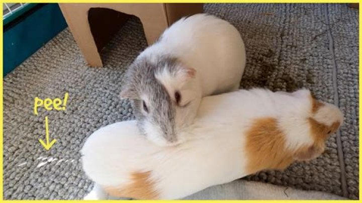 Do guinea pigs pee blood?