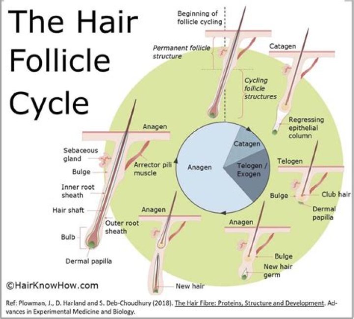 Do hair follicles grow back?