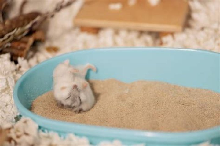 Do hamsters need a sand bath?