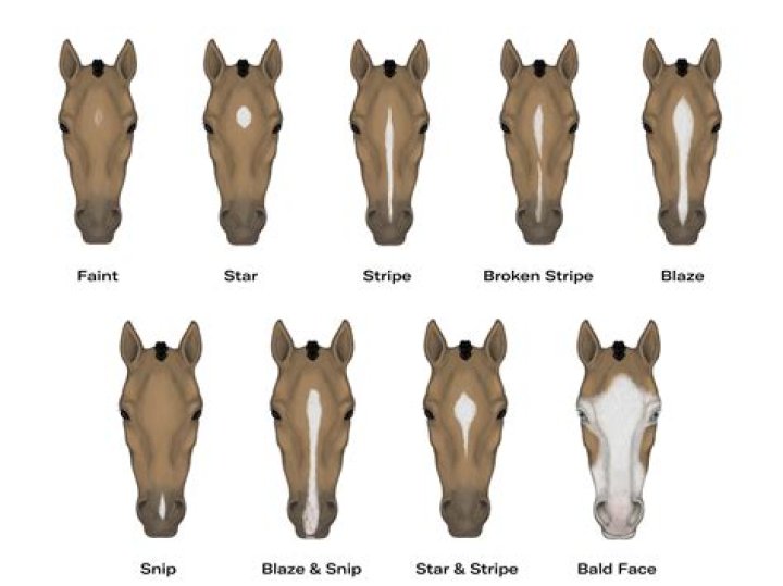 Do horses remember faces?