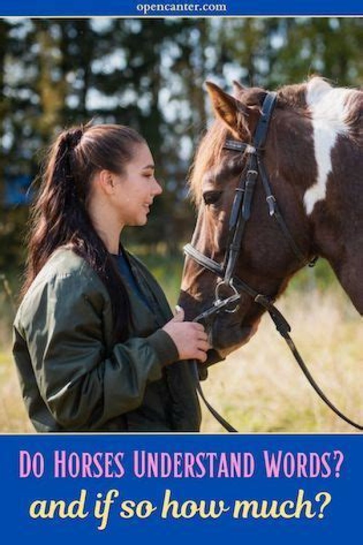 Do horses understand words?