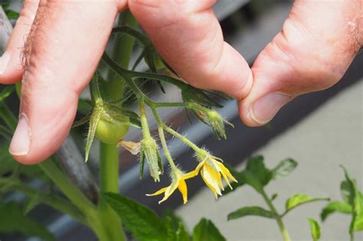 Do I need to pollinate tomato flowers?