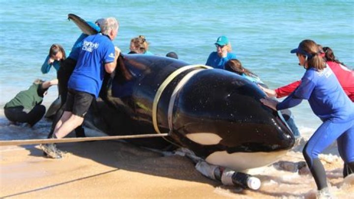 Do killer whales grieve?