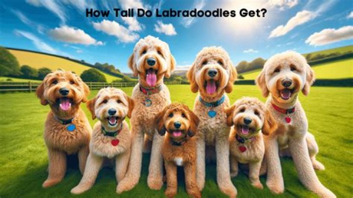 Do Labradoodles get eye boogers?