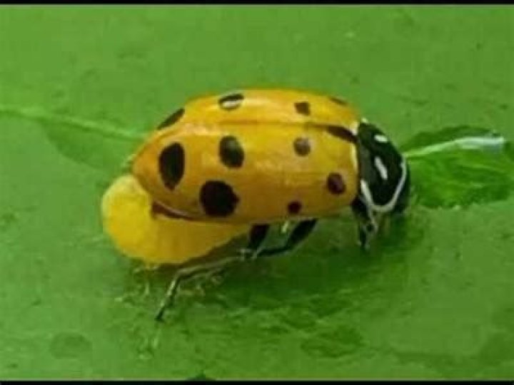 Do ladybugs give birth?