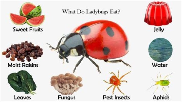 Do ladybugs like sugar water?