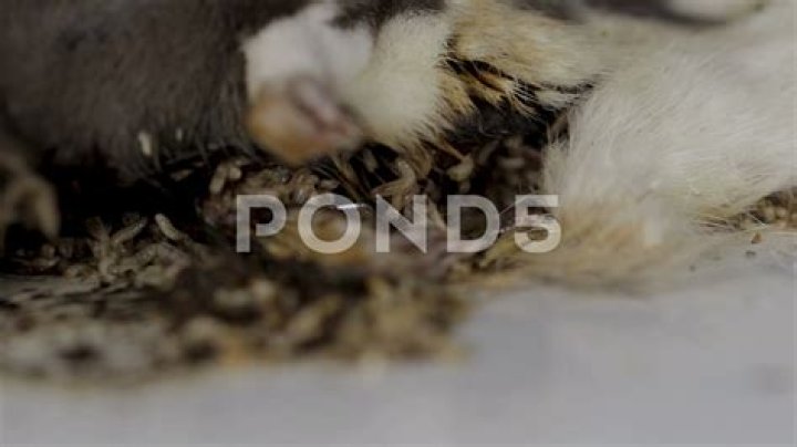 Do maggots eat dead bodies?