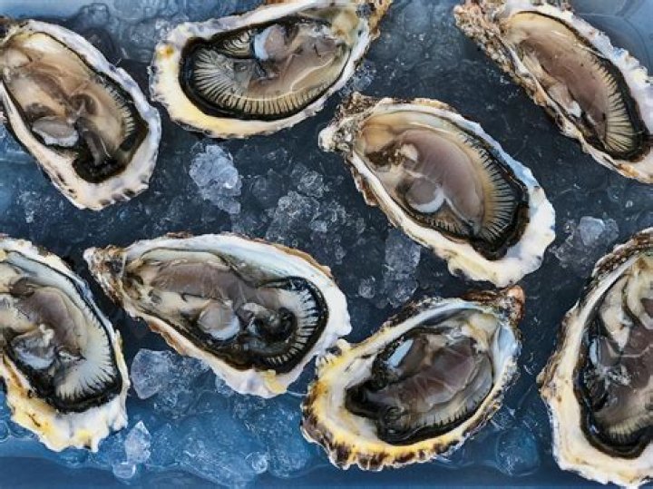 Do oysters feel pain 2021?