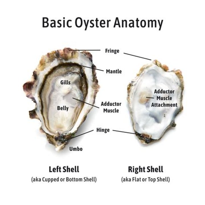 Do oysters have eyes?