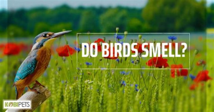 Do pet birds smell?