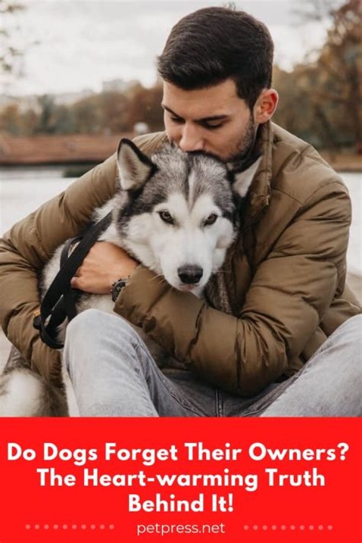 Do pets ever forget their owners?