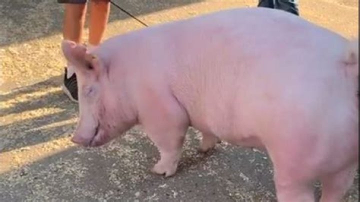 Do pigs feel pain?