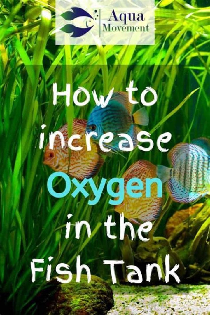 Do plants increase oxygen in aquarium?
