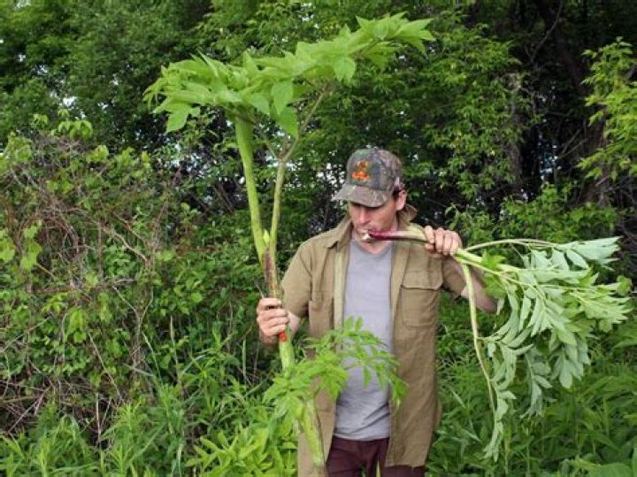 Do plants know they are being eaten?