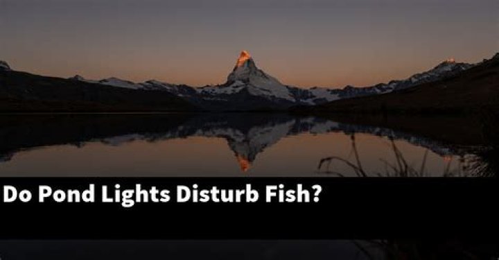 Do pond lights disturb fish?