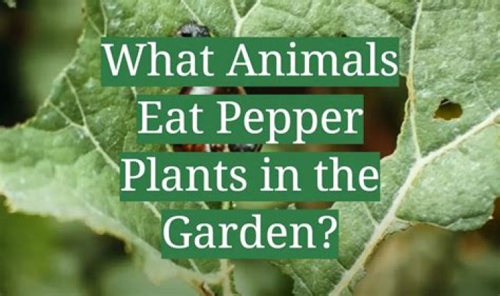 Do possums eat pepper plants?