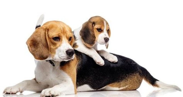 Do puppies take after mom or Dad?