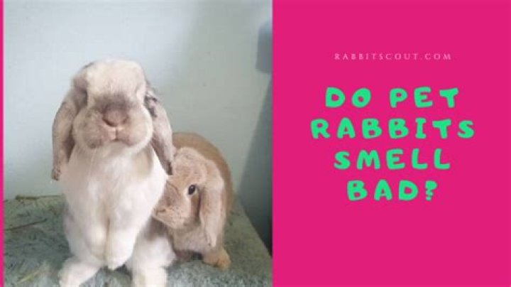 Do rabbits stink?