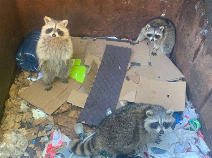 Do raccoons come back to the same place?