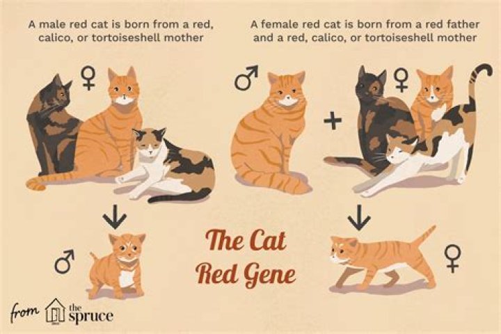 Do red cats exist?
