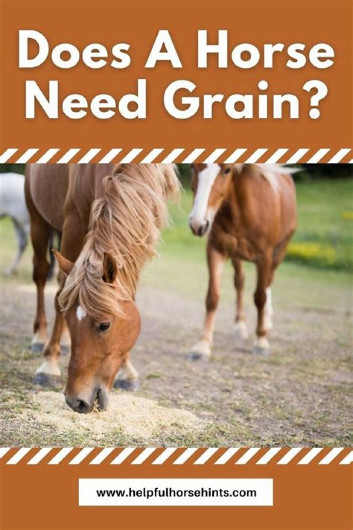 Do retired horses need grain?