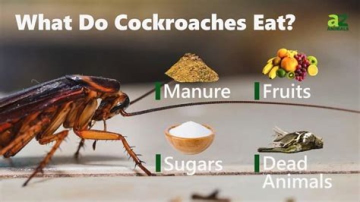 Do roaches eat cigarettes?