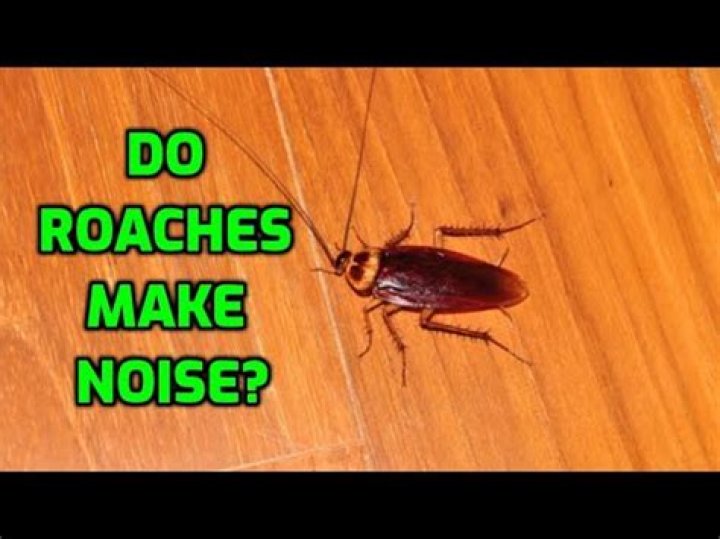 Do roaches make noise?