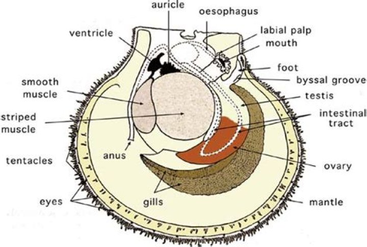 Do scallops have organs?