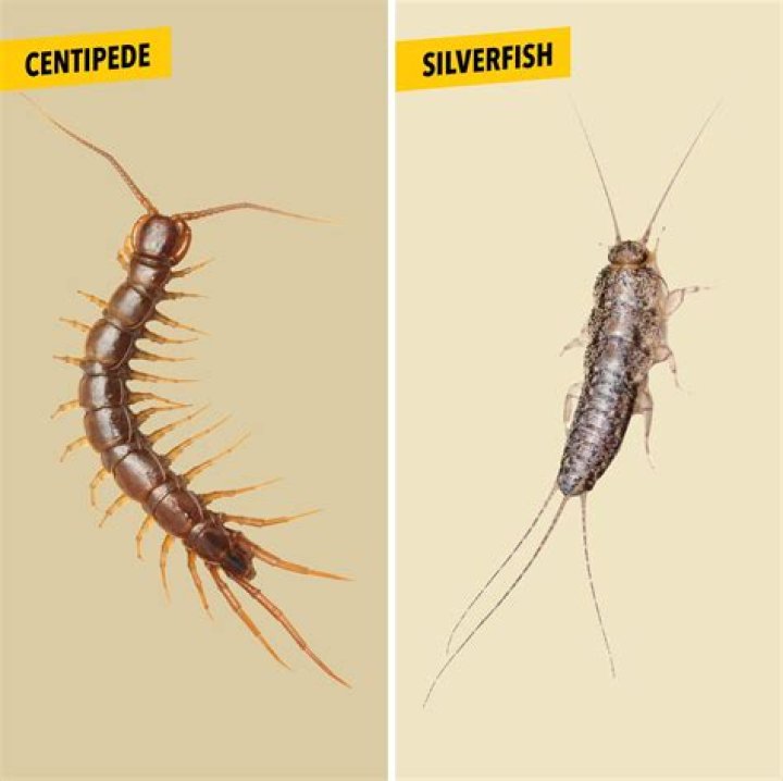 Do silverfish like honey?