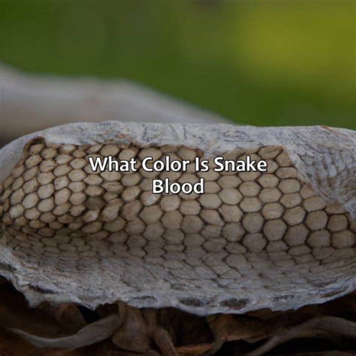 Do snakes have red blood?