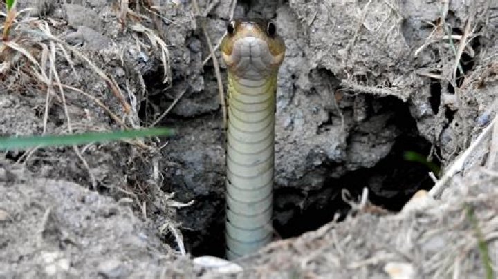 Do snakes make holes in the ground?