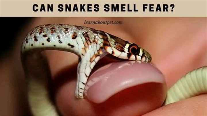 Do snakes smell fear?