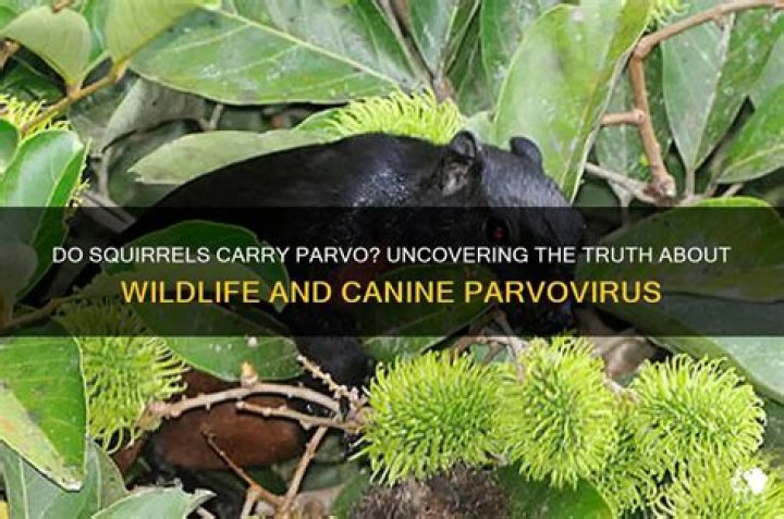 Do squirrels carry parvo?