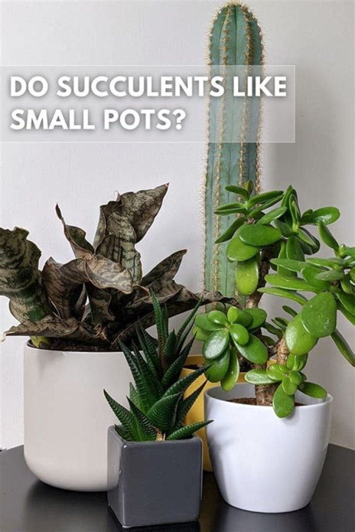 Do succulents like small pots?