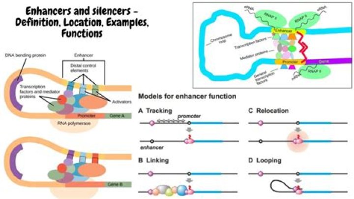 Do suction lip enhancers work?